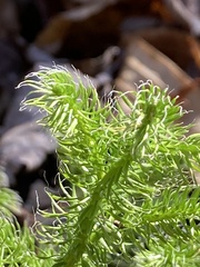 Lycopodiales