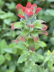 Castilleja arvensis