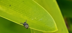 Phiale roburifoliata