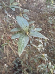 Ceanothus thyrsiflorus thyrsiflorus