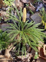 Lycopodiales