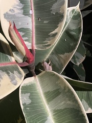 Eleutherodactylus coqui