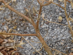 Polanisia dodecandra