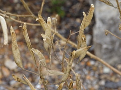 Polanisia dodecandra