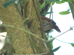 Thamnophilus palliatus