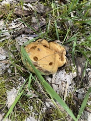 Phlebopus marginatus