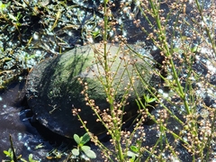 Pseudemys peninsularis