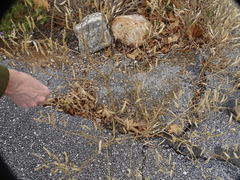 Polanisia dodecandra