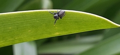 Phiale roburifoliata