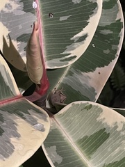 Eleutherodactylus coqui