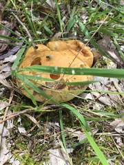 Cortinarius sinapicolor