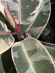 Eleutherodactylus coqui