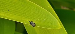 Phiale roburifoliata