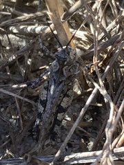 Psinidia fenestralis