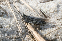 Psinidia fenestralis