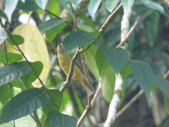 Mionectes oleagineus