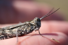 Psinidia fenestralis