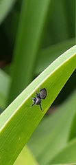 Phiale roburifoliata