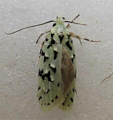 Izatha peroneanella