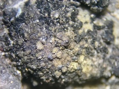 Endocarpon petrolepideum