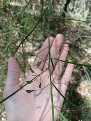 Daviesia wyattiana