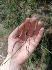 Daviesia wyattiana