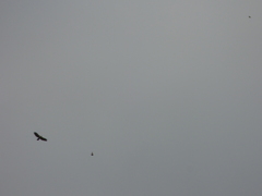 Spizaetus melanoleucus