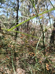 Daviesia wyattiana
