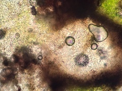 Endocarpon petrolepideum