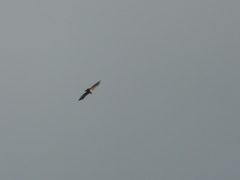 Spizaetus melanoleucus