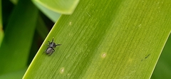 Phiale roburifoliata