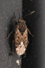 Peritrechus convivus