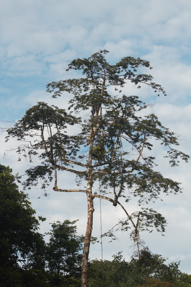 Image of Virola surinamensis by (c) Guillaume Delaitre, some rights reserved (CC BY)