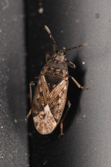 Peritrechus convivus