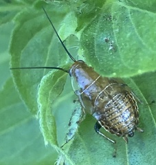 Ellipsidion humerale