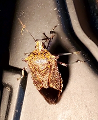 Alcaeorrhynchus grandis