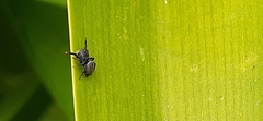 Phiale roburifoliata