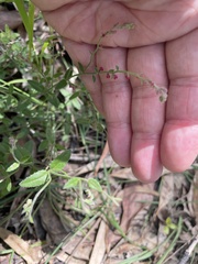 Gonocarpus tetragynus
