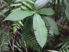 Medinilla formosana