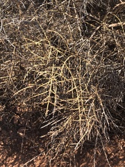 Adolphia californica