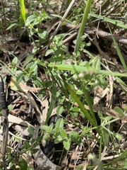 Gonocarpus tetragynus