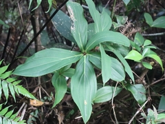 Medinilla formosana