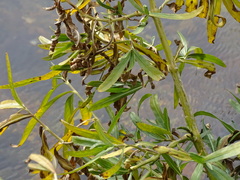 Persicarieae