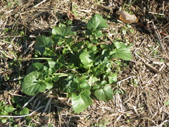 Barbarea vulgaris