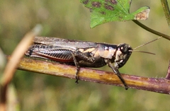 Paroxya atlantica