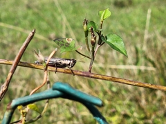 Paroxya atlantica