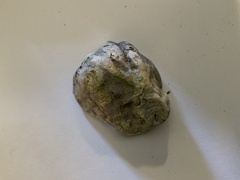 Saccostrea glomerata