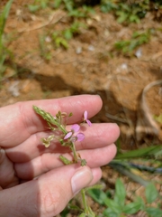 Desmodium uncinatum