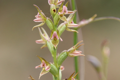 Prasophyllum fitzgeraldii