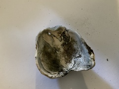 Saccostrea glomerata